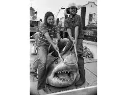 The Importance and Conservation of Great White Sharks image 1