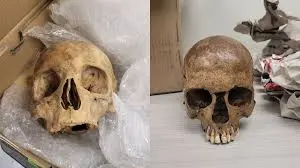 Human Skull Found: Discovery Raises Many Questions