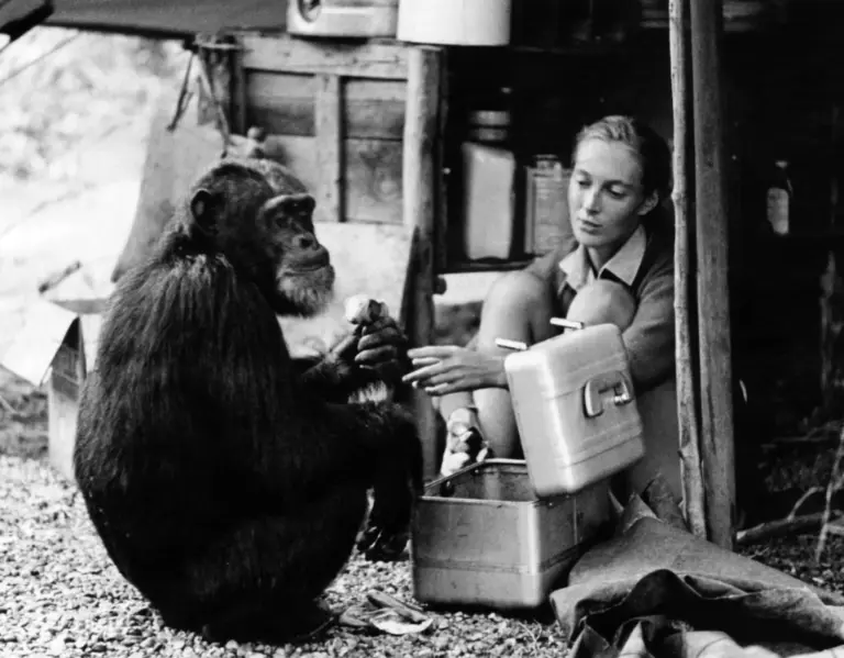 The Legacy of Jane Goodall: A Pioneer in Primatology