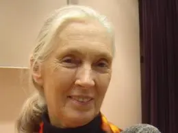 The Legacy of Jane Goodall: A Voice for Primates