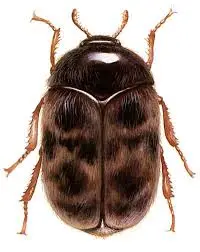 The Growing Concern of the Khapra Beetle in Canada image 1