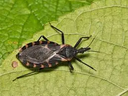 Understanding Kissing Bugs Disease and Its Impact image 1