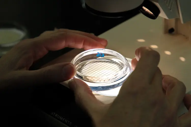 The Rising Challenge of Microplastics in Our Environment image 1