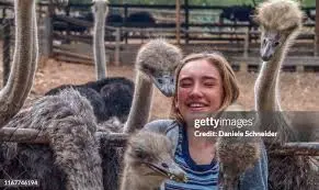 The Rise of Ostrich Farms in Canada image 1