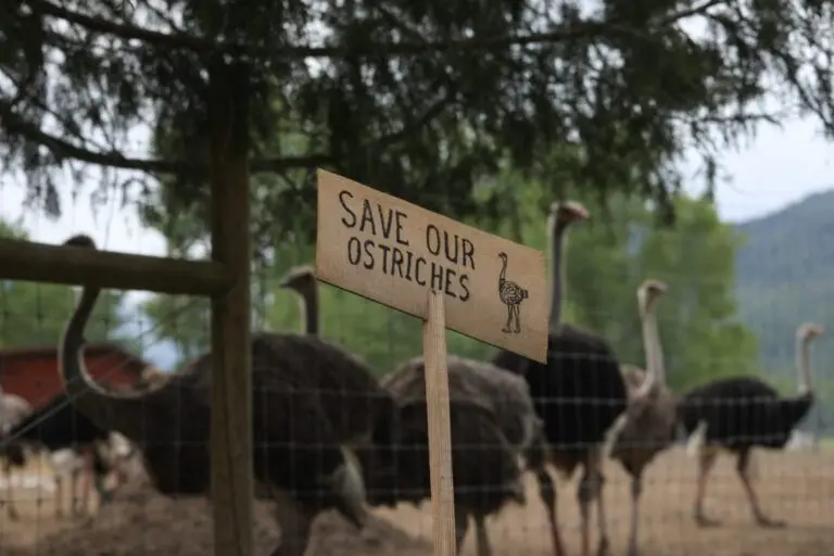 The Rise of Ostrich Farms in British Columbia image 1