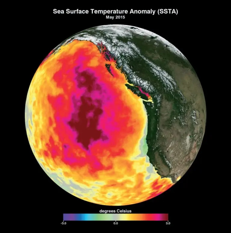 L’impact du blob pacifique sur l’environnement et la vie marine