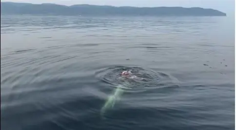 L’Impact du Requin Blanc en Gaspésie