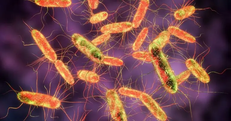 Salmonelle: What You Need to Know About This Foodborne Illness