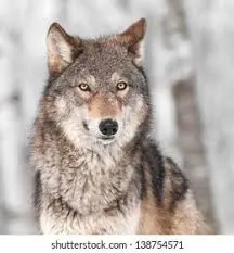 Understanding Wolf Stock and Its Market Impact image 1