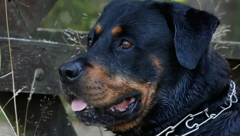 Augmentation des Attaques de Chien : Ce Que Vous Devez Savoir