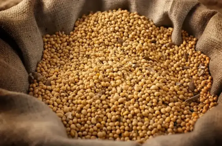 An Overview of China’s Soybean Market