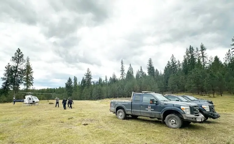 Recent Bear Attack at Fort Steele Sparks Wildlife Safety Concerns image 1