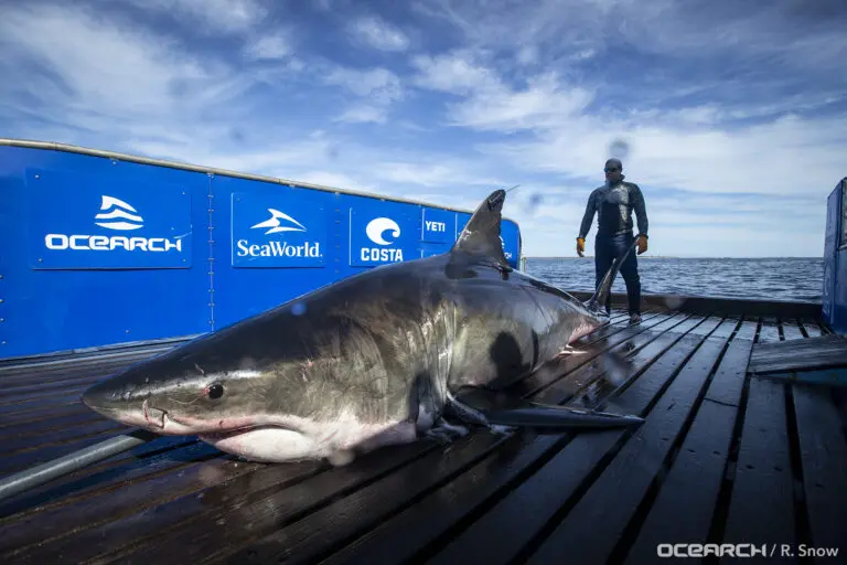 Les grands requins blancs : Moniteurs des bonnes pratiques maritimes