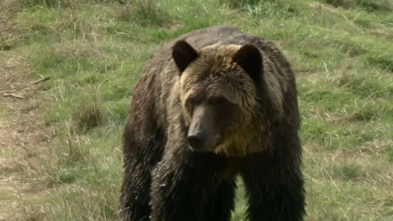 Recent Grizzly Attack in Calgary: What You Need to Know