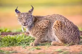 The Status and Conservation of the Iberian Lynx image 1