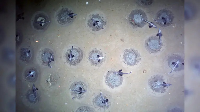 Les Nids de Poissons Glace dans la Mer de Weddell : Un Écosystème Unique