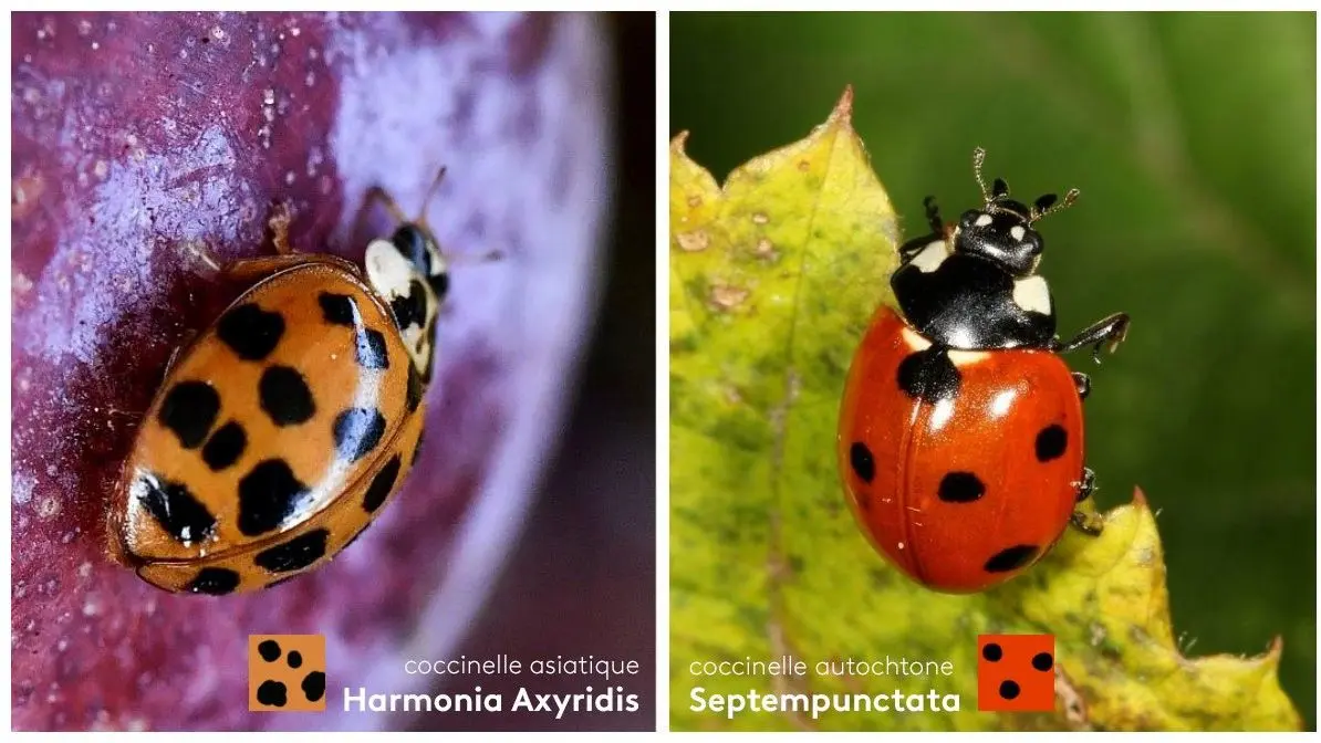 L’invasion de coccinelles en 2023 : Impact et Réaction
