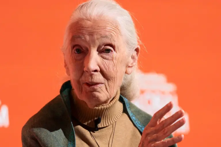 The Impact of Jane Goodall on Primatology and Conservation image 1