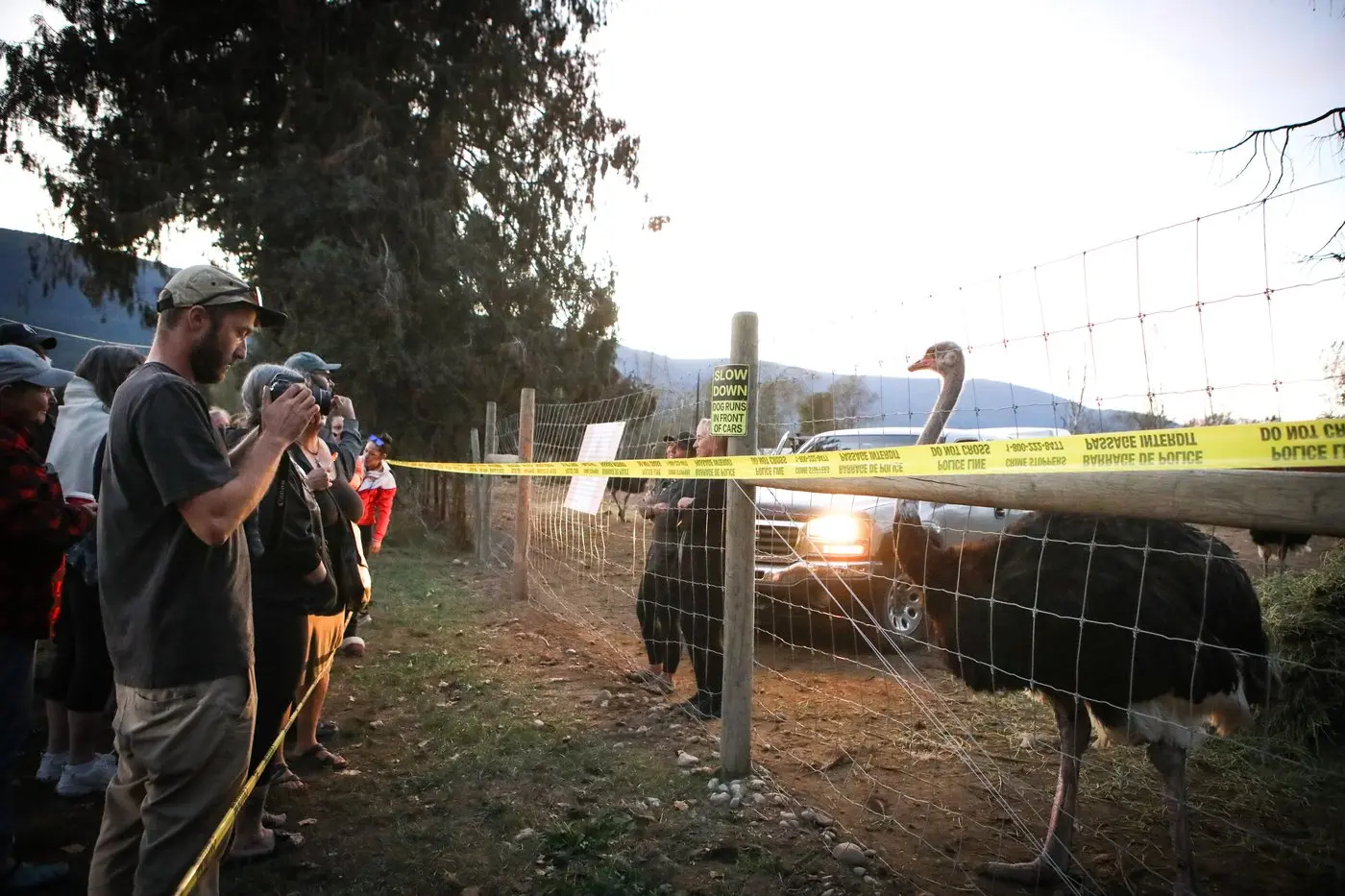 Exploring the Rise of Ostrich Farms in British Columbia image 1