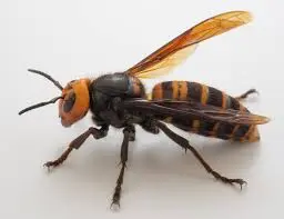 The Rise of Asian Giant Hornets in Canada image 1