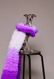 The Rise of Tika the Iggy: A Social Media Sensation