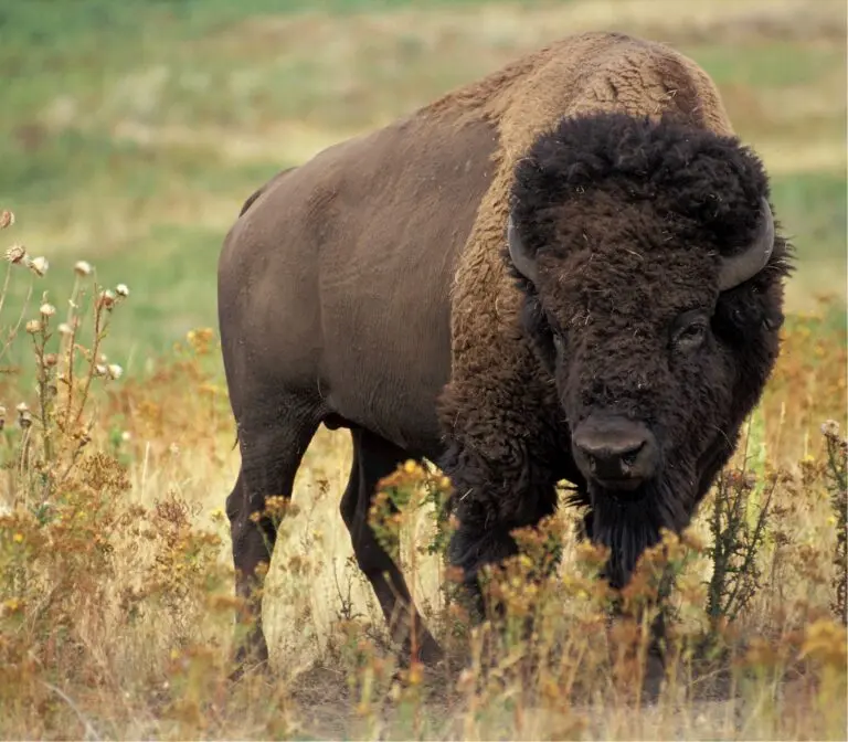 Overview of the Buffalo Sabres’ Current NHL Season
