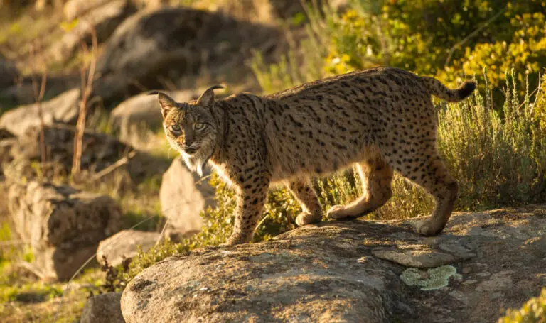 Conservation of the Iberian Lynx: A Critical Update