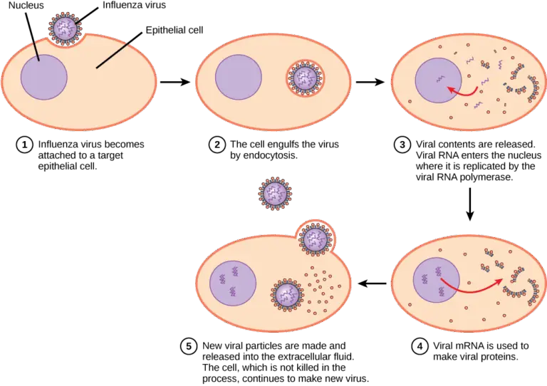 Understanding Influenza: Current Trends and Health Impact