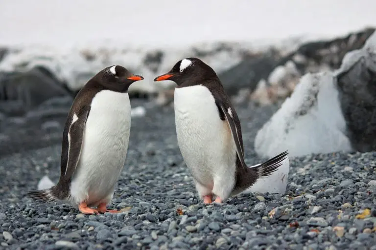 Penguins vs Stars: Key Highlights from an Epic NHL Matchup
