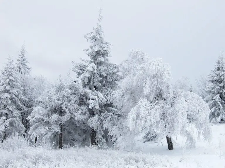 The Importance of Snow for Winter Activities in Canada image 1