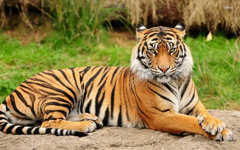 L’Importance des Tigres et Leur Conservation dans le Monde
