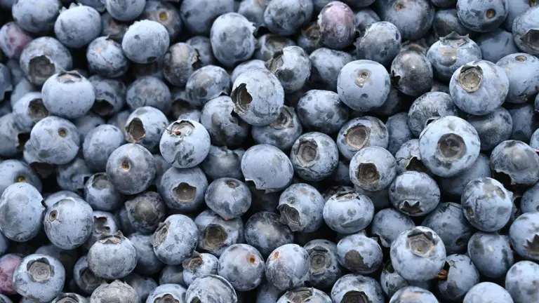 blueberries recalled — CA news