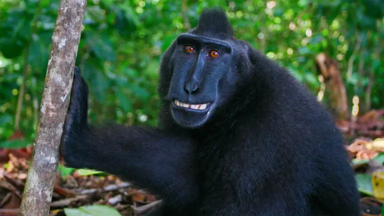 monkey — CA news