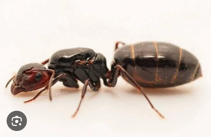 queen ants kenya — CA news