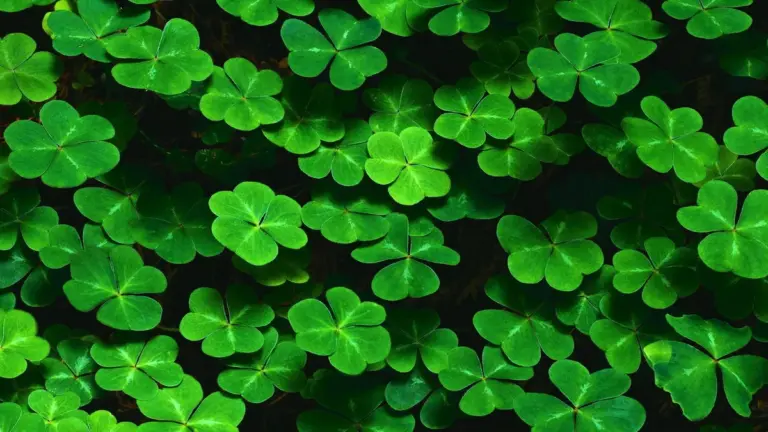 shamrock — CA news