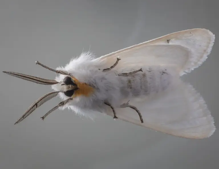 moth — CA news