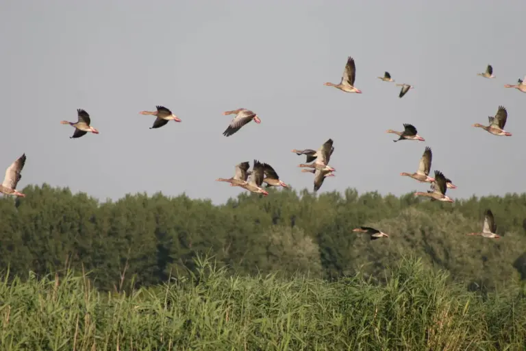 tisza — CA news